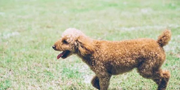 22年最新 九州 ペットと泊まれる宿ランキング 一休 Com 22年最新 九州 ペットと泊まれる宿ランキング 一休 Com