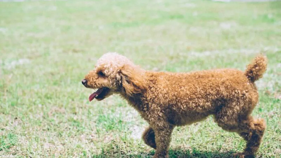 Pet-Friendly Accommodation D+KIRISHIMA