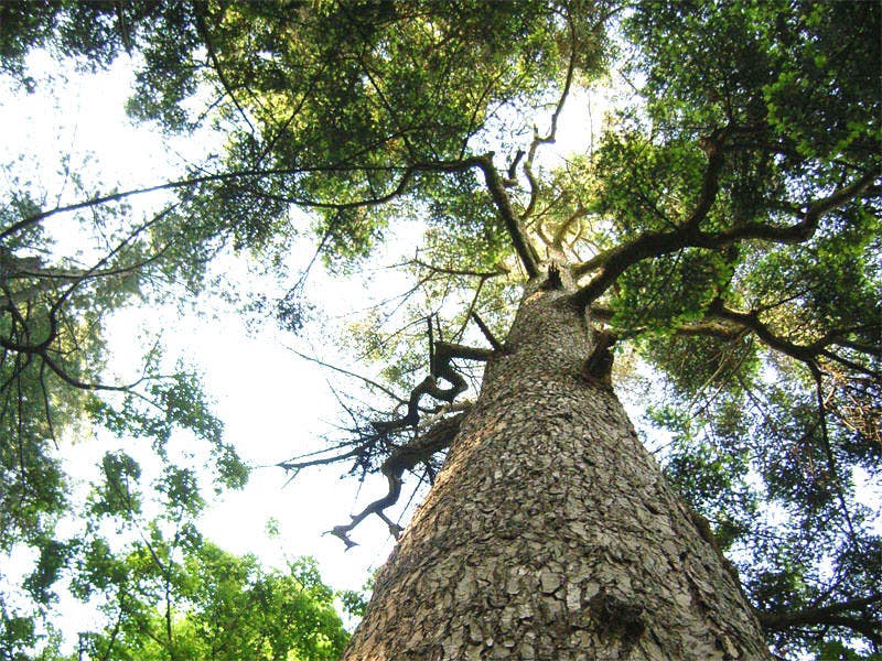 *樅峰苑のシンボル★樹齢380年以上の樅の木