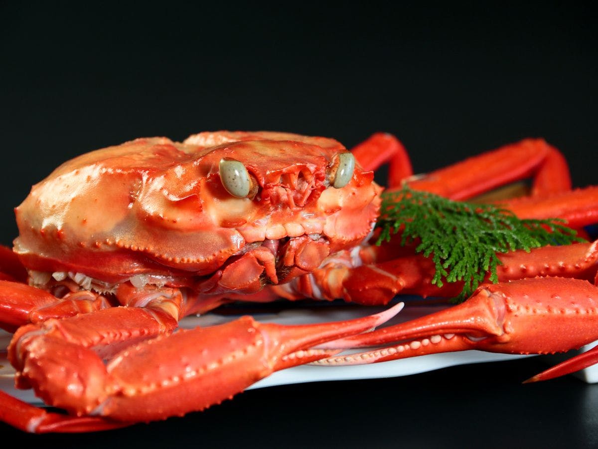 【春秋】紅ズワイガニ