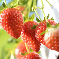 Pengalaman memetik strawberi♪