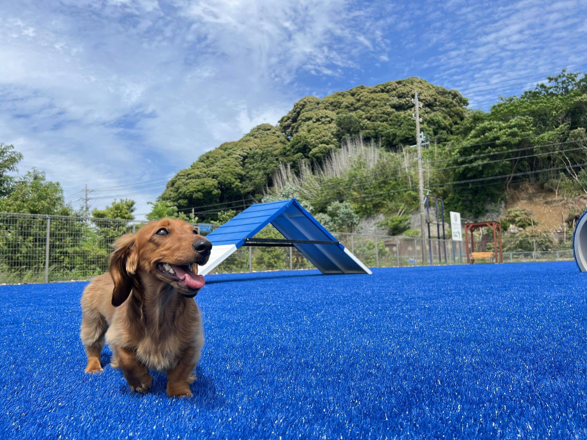 わんわんパラダイス 浜名湖（旧：浜名湖わんわんパラダイス ホテル）
