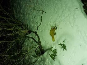 日本三秘湯 谷地温泉