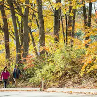 เพลิดเพลินกับใบไม้เปลี่ยนสีพร้อมกับเดินเล่นในย่านน้ำพุร้อนอย่างสบายใจ
