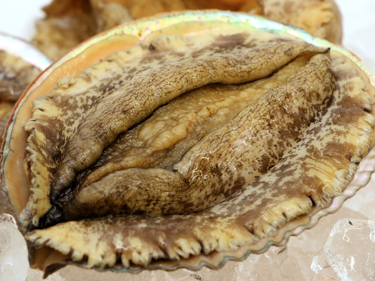 料理長厳選【最高食材】～あわび～