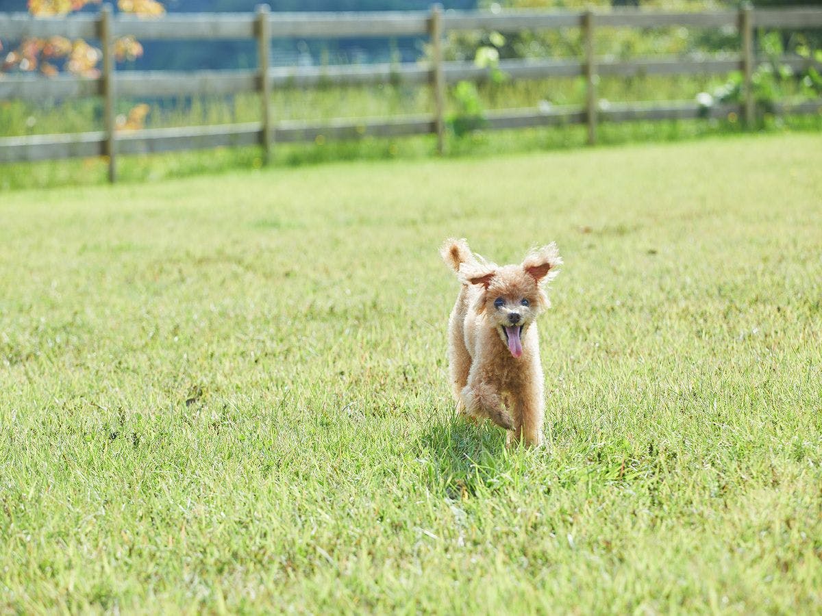 【愛犬OK】”COTTAGE””住箱”