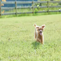 【愛犬OK】”COTTAGE””住箱”