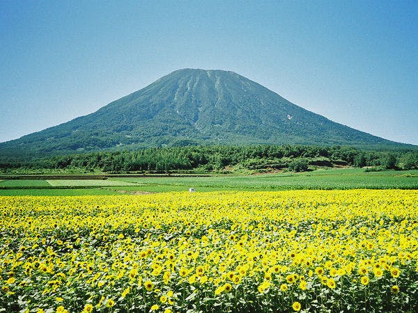 ニセコのシンボル「羊蹄山」とひまわり