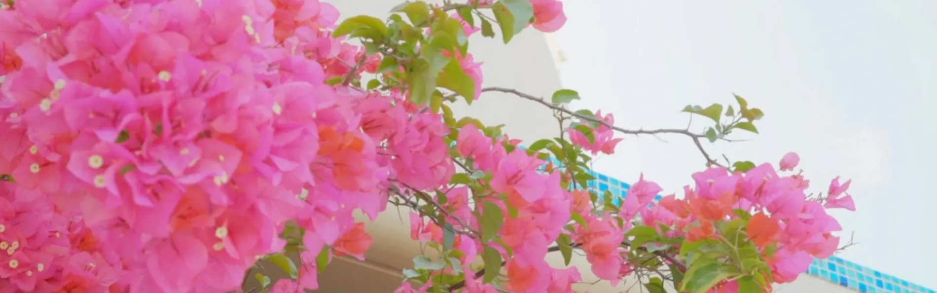 Yuki Suite Kourijima