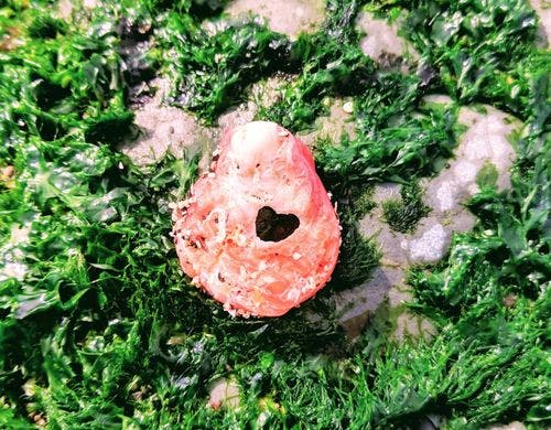 目の前のビーチで見つけたハートの貝殻