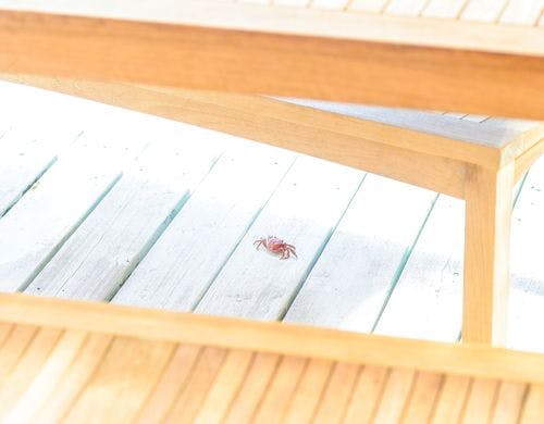 テラスにやってきたカニ