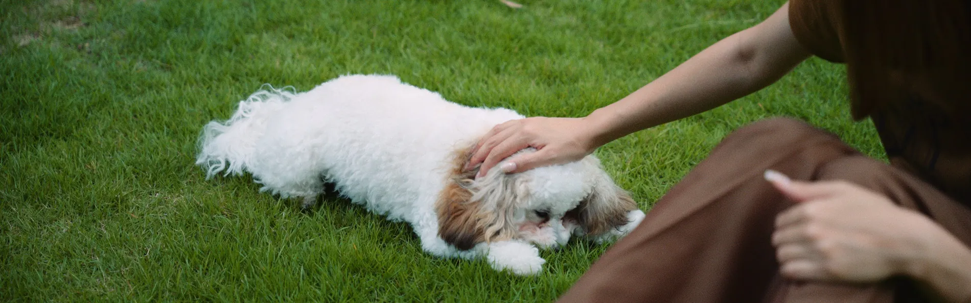 SOOTHE FOREST