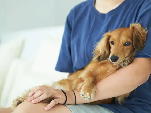 แผนสำหรับสัตว์เลี้ยง