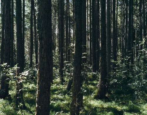 地域の豊かな森林
