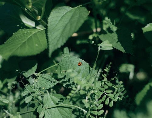 敷地内の植物とてんとう虫