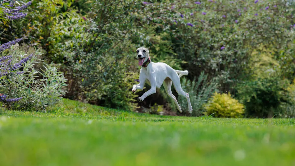 ASNOVA RESORT / SORA NO IE GARDEN