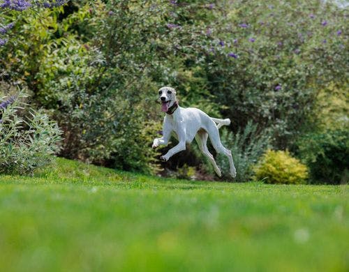イングリッシュガーデンで愛犬と思いきり楽しめます