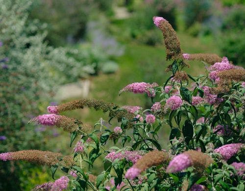 イングリッシュガーデンの美しい花々