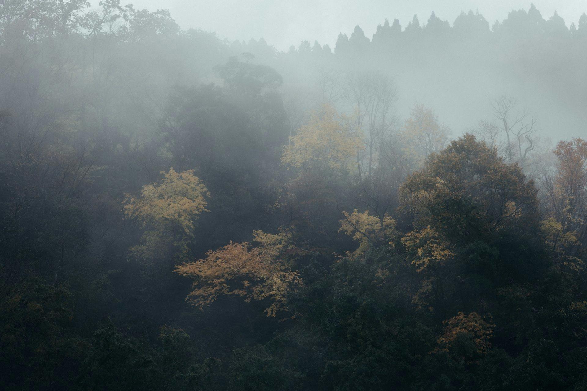 野間野