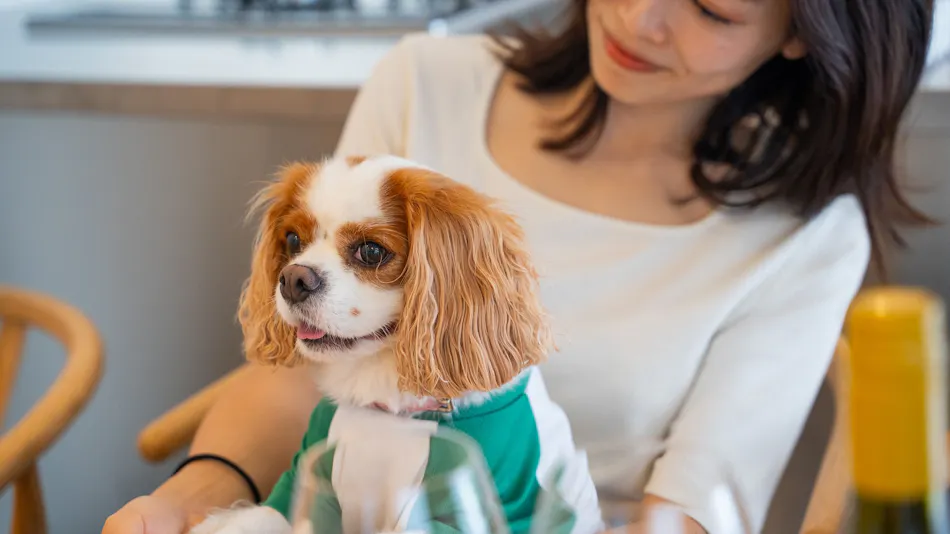 Private Sauna Villa with Your Beloved Dog in Itoshima | ALL LIFE Resort