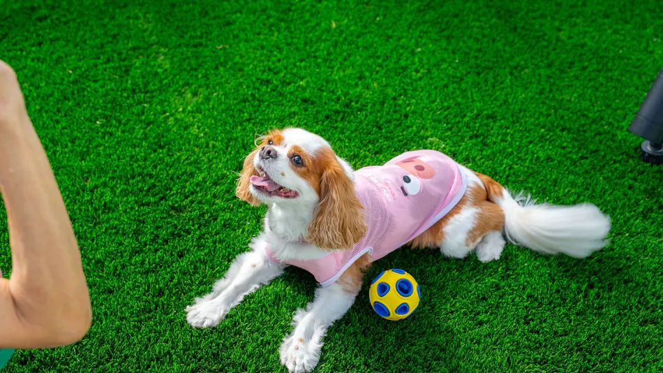 Private Sauna Villa with Your Beloved Dog in Itoshima | ALL LIFE Resort