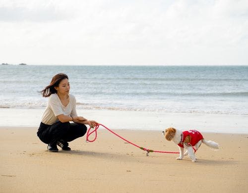 プライベートな海と愛犬