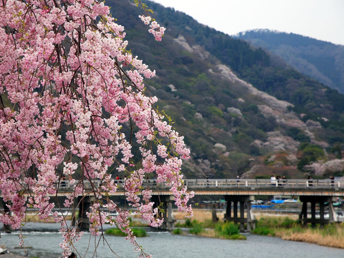 【春の嵐山　渡月橋】
