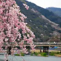 【春の嵐山 渡月橋】