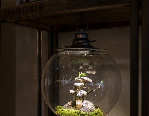 リビングロビー：植栽作品