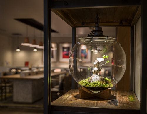 リビングロビー：植栽作品