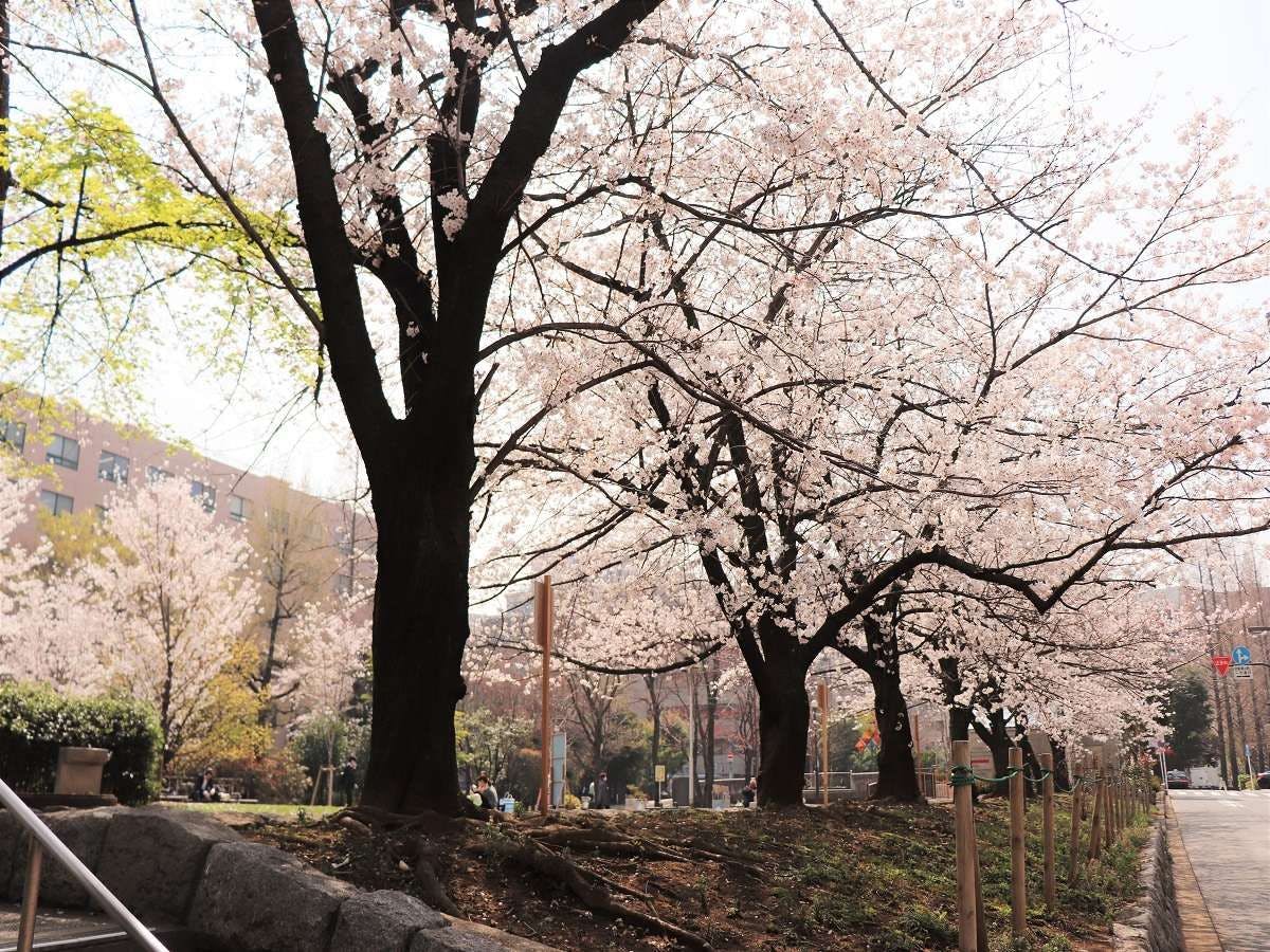 สวนสาธารณะสึคิจิกาวะ