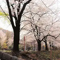 Taman Sungai Tsukiji