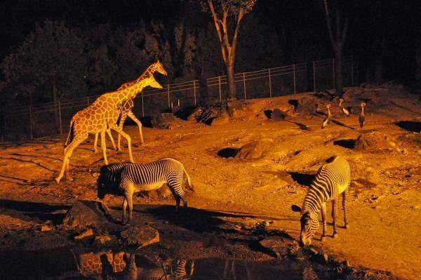 【小学生半額！】選べる体験チケット付 動物園or昆虫館プラン ナイトZOO開催日もあり＜食事なし＞