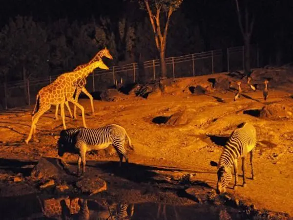 【小学生半額!】選べる体験チケット付 動物園or昆虫館プラン ナイトZOO開催日もあり<食事なし>