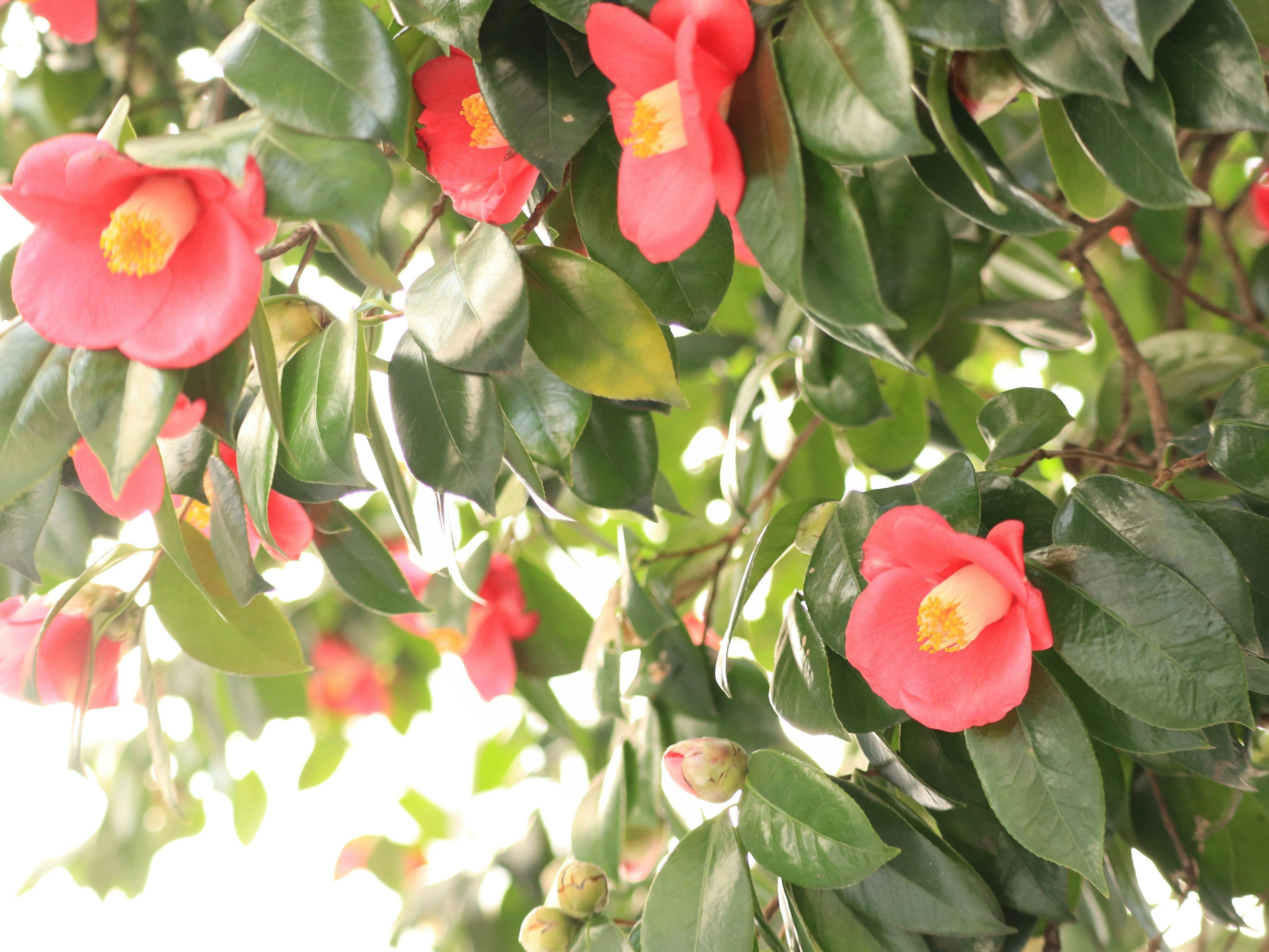 ホテル近くの花椿通りの椿