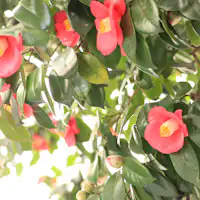 ホテル近くの花椿通りの椿