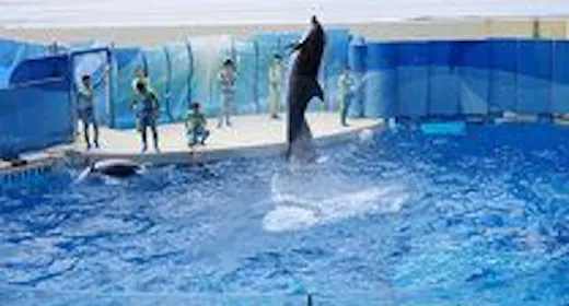 江ノ島水族館入場券付きプラン