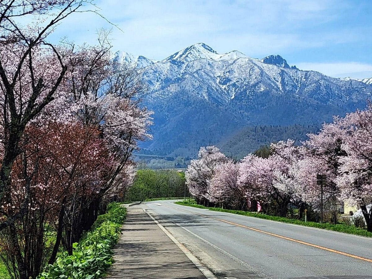 สวนรุกขชาติป่าฝึกซ้อมมหาวิทยาลัยโตเกียว ซากุระเอโซยามะ