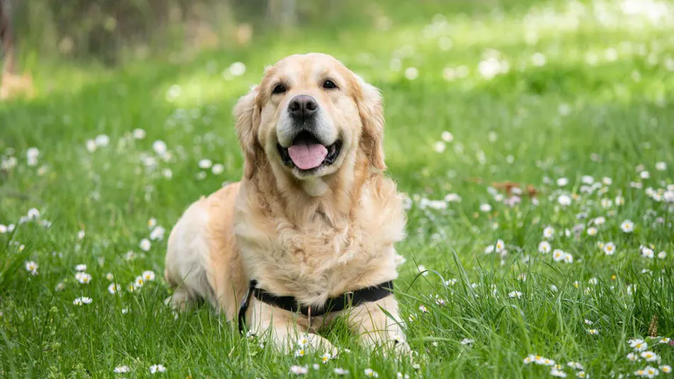 Izu Ippeki Lake Lakeside Terrace