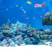 พิพิธภัณฑ์สัตว์น้ำเซ็นไดอุมิโนะโมริ