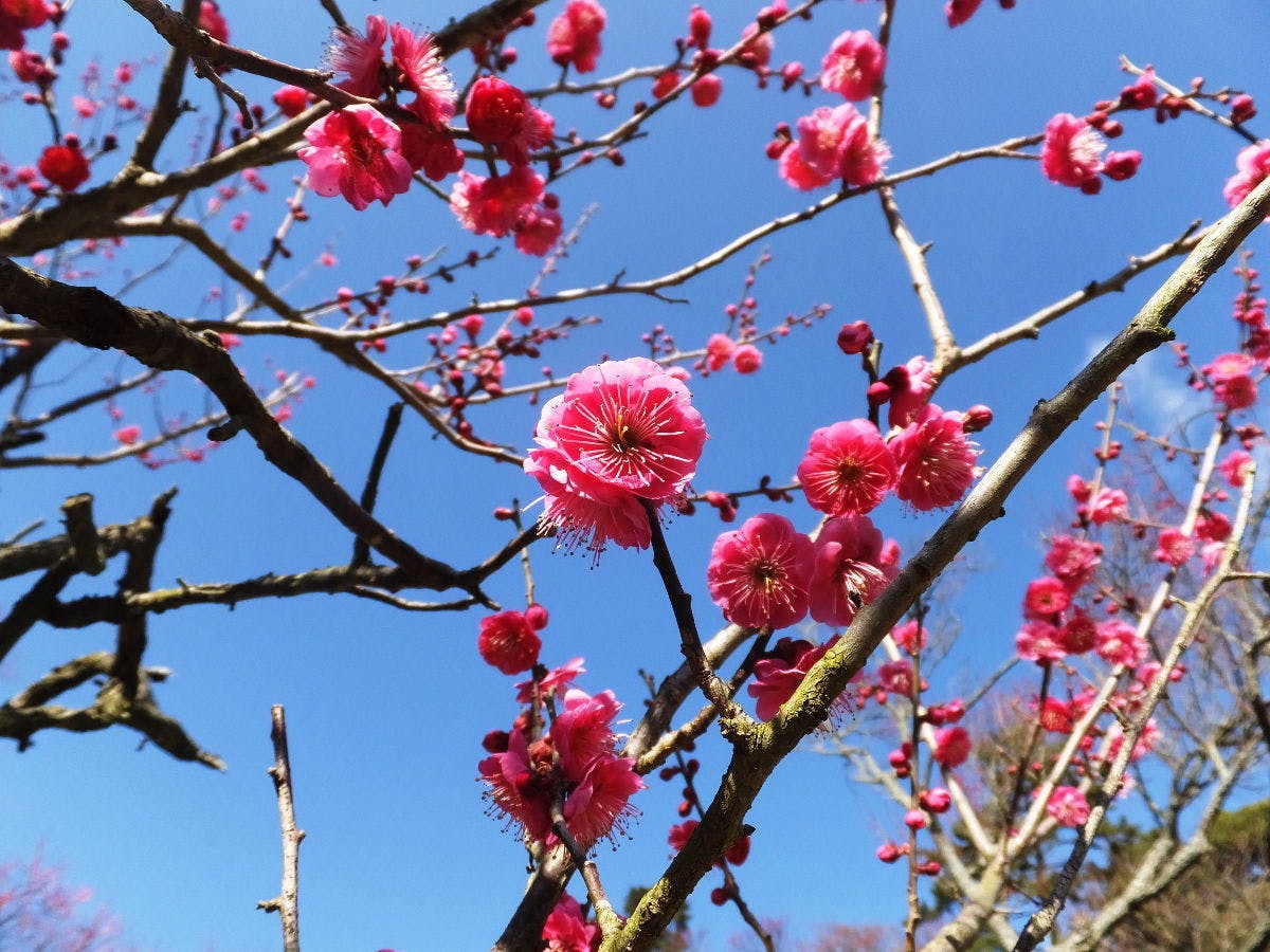 【봄】아타미 매원