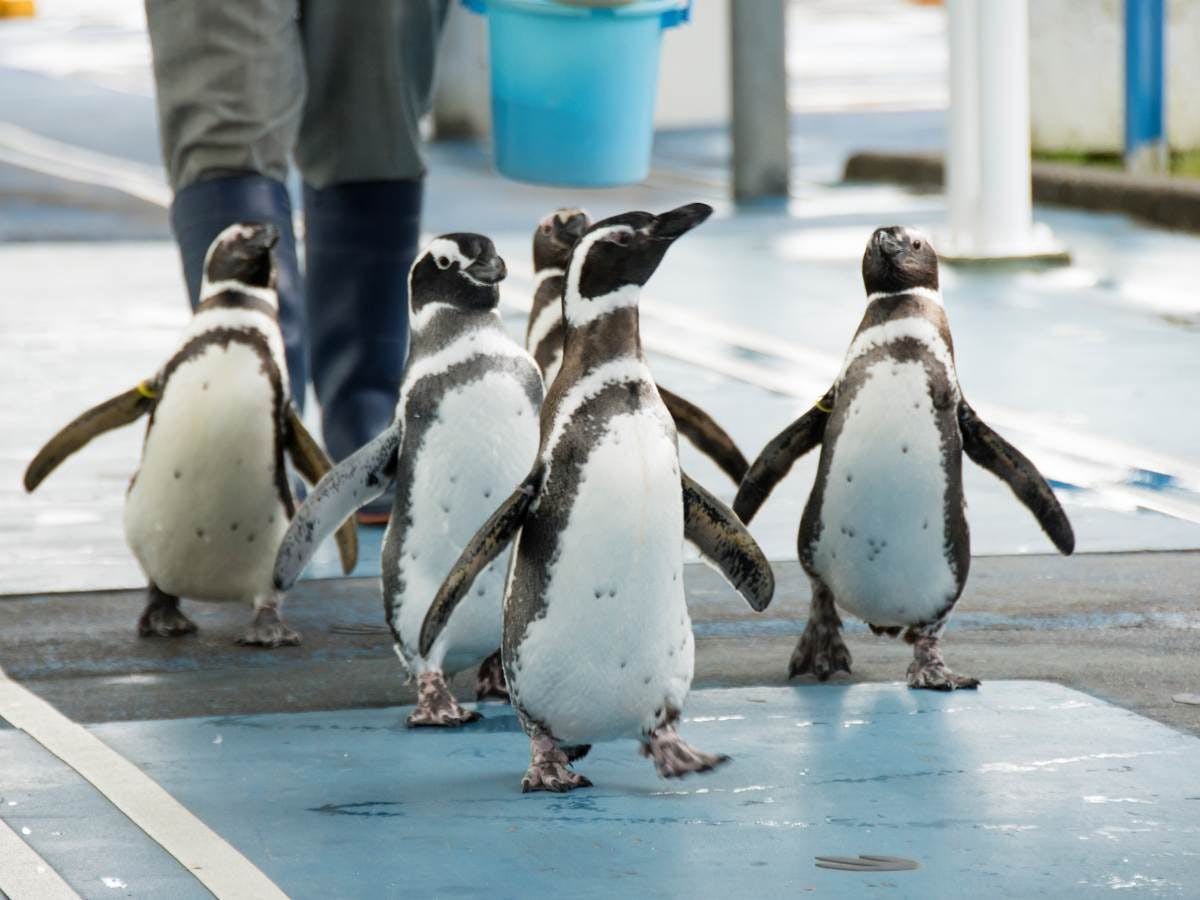 ภาพถ่ายโดย: พิพิธภัณฑ์สัตว์น้ำโนโตจิมะ