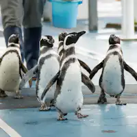 ภาพถ่ายโดย: พิพิธภัณฑ์สัตว์น้ำโนโตจิมะ