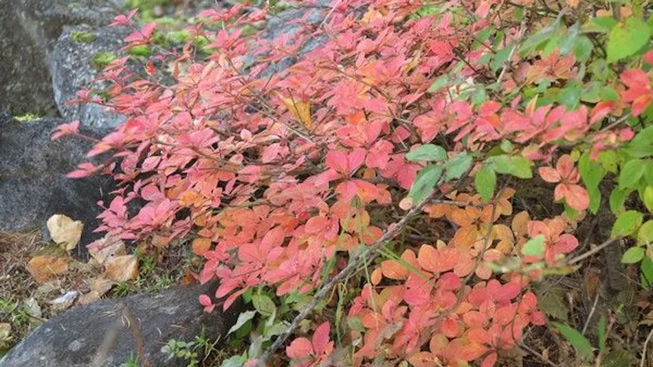Shiki no Yado Subaru