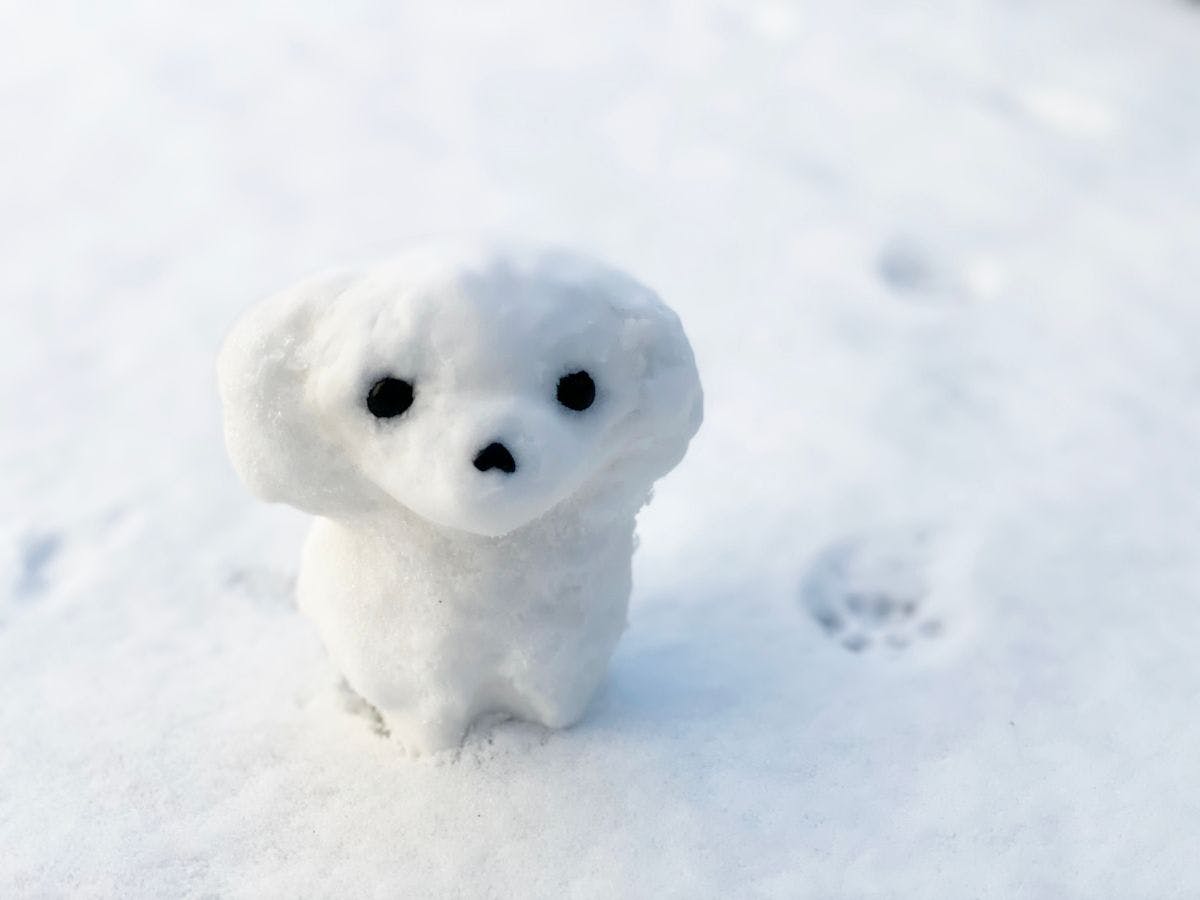 【Bersama Anjing Tercinta】