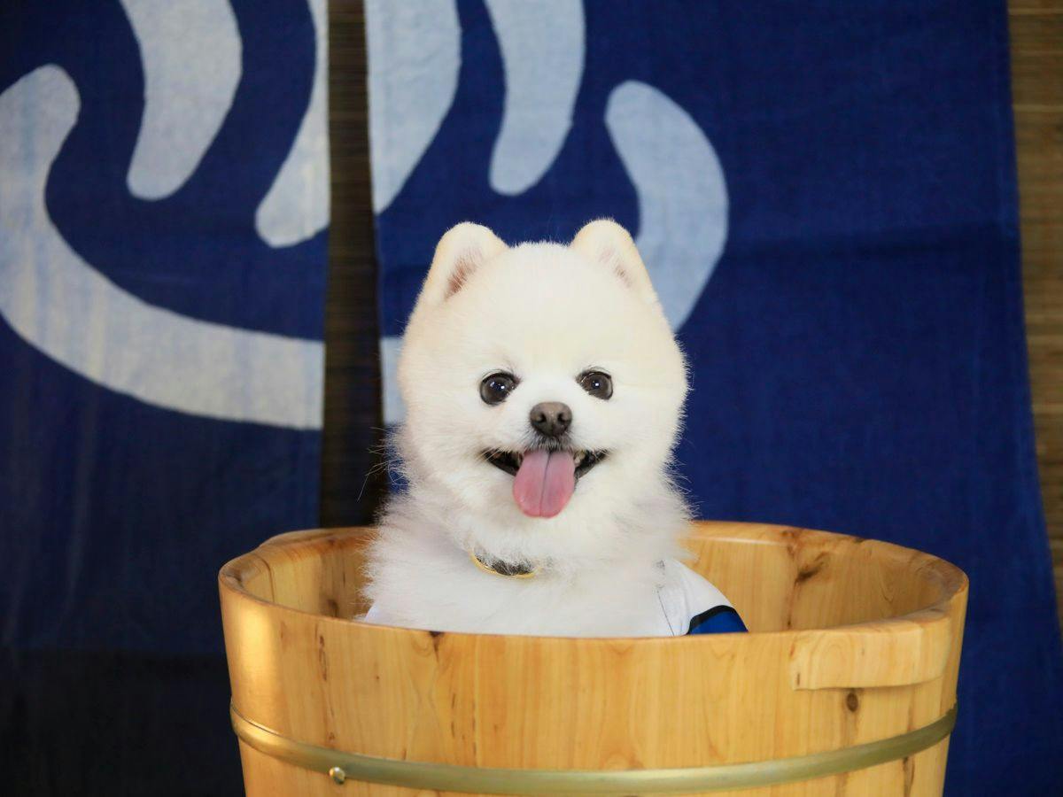 Yutorelo Toyako