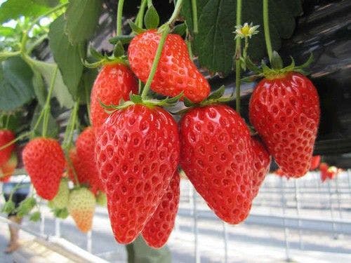 เก็บสตรอว์เบอร์รี