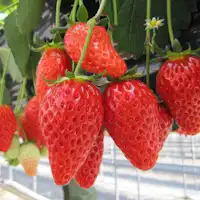 เก็บสตรอว์เบอร์รี