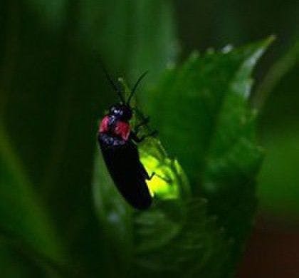 ชมแสงหิ่งห้อย