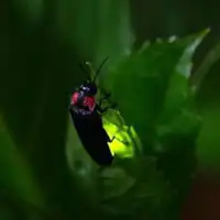 ชมแสงหิ่งห้อย